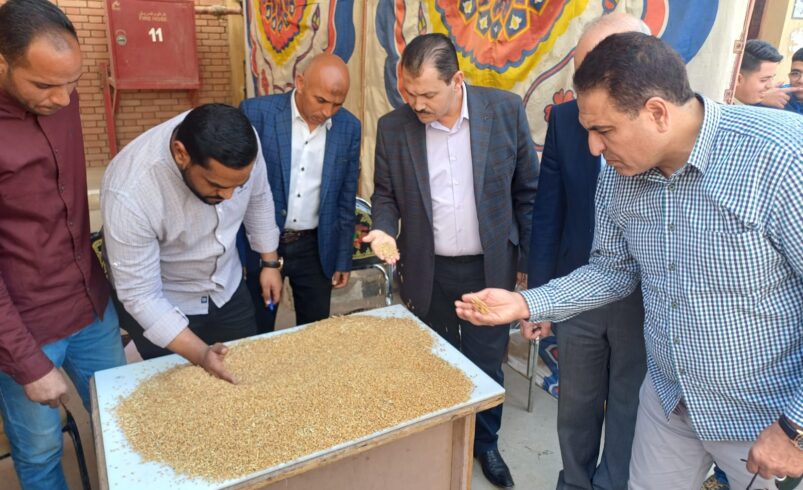 بدء موسم توريد القمح المحلي للعام 2025 بمحافظة الفيوم